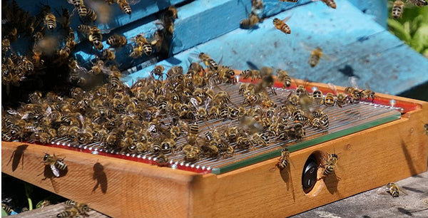 Bee Venom Collector