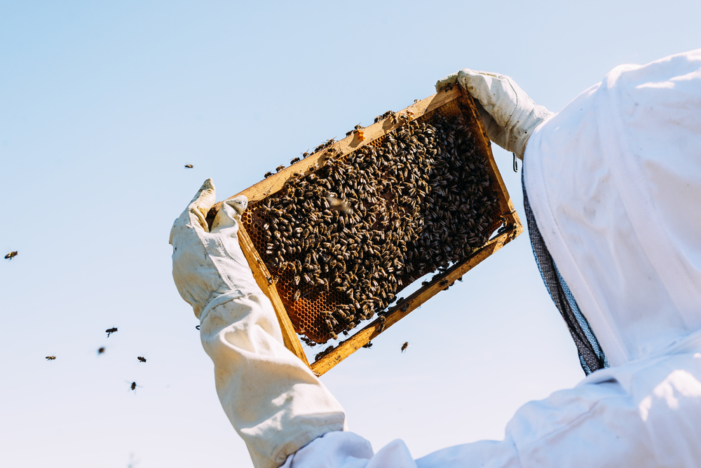 How much time does beekeeping require