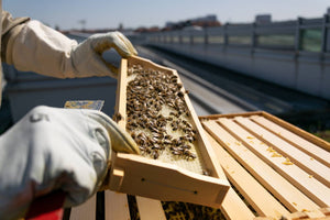 Where To Locate A Beehive