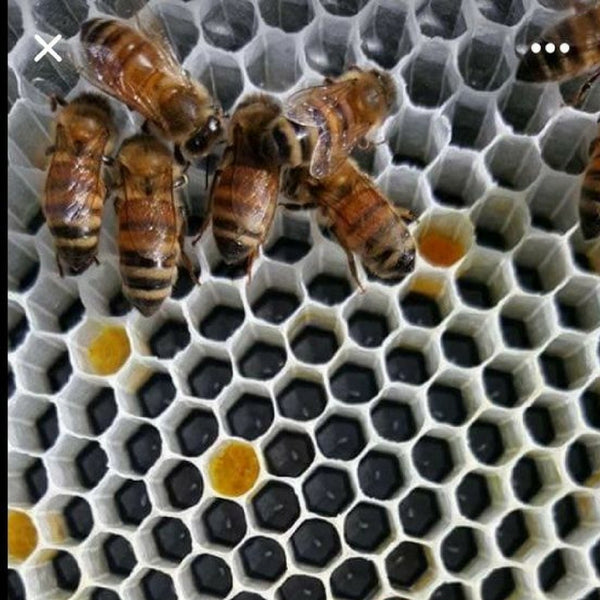Beekeeping plastic foundation
