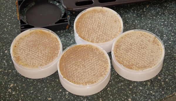 Ceracell Comb Honey Containers and Rings - 50x
